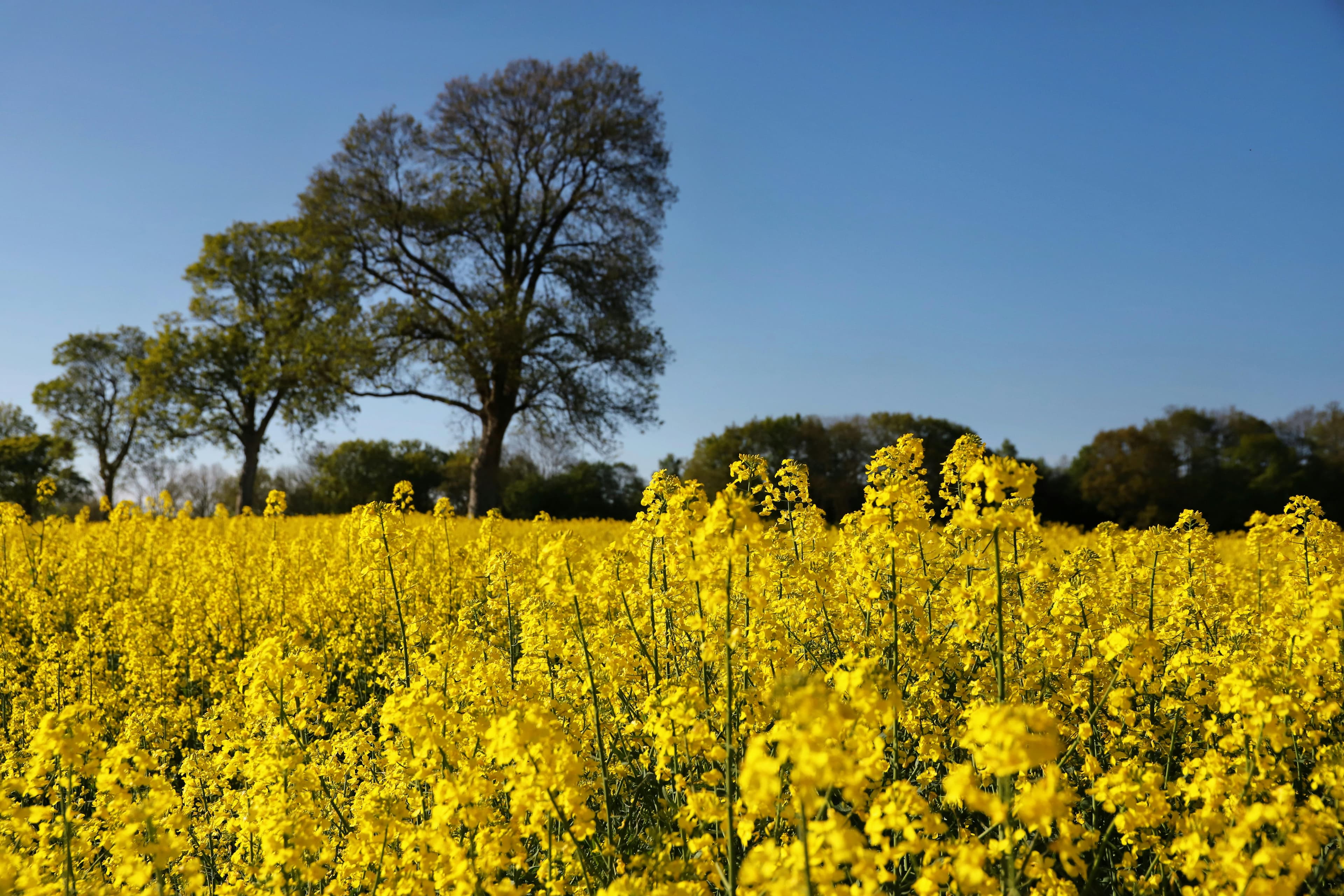 Erbe officinali