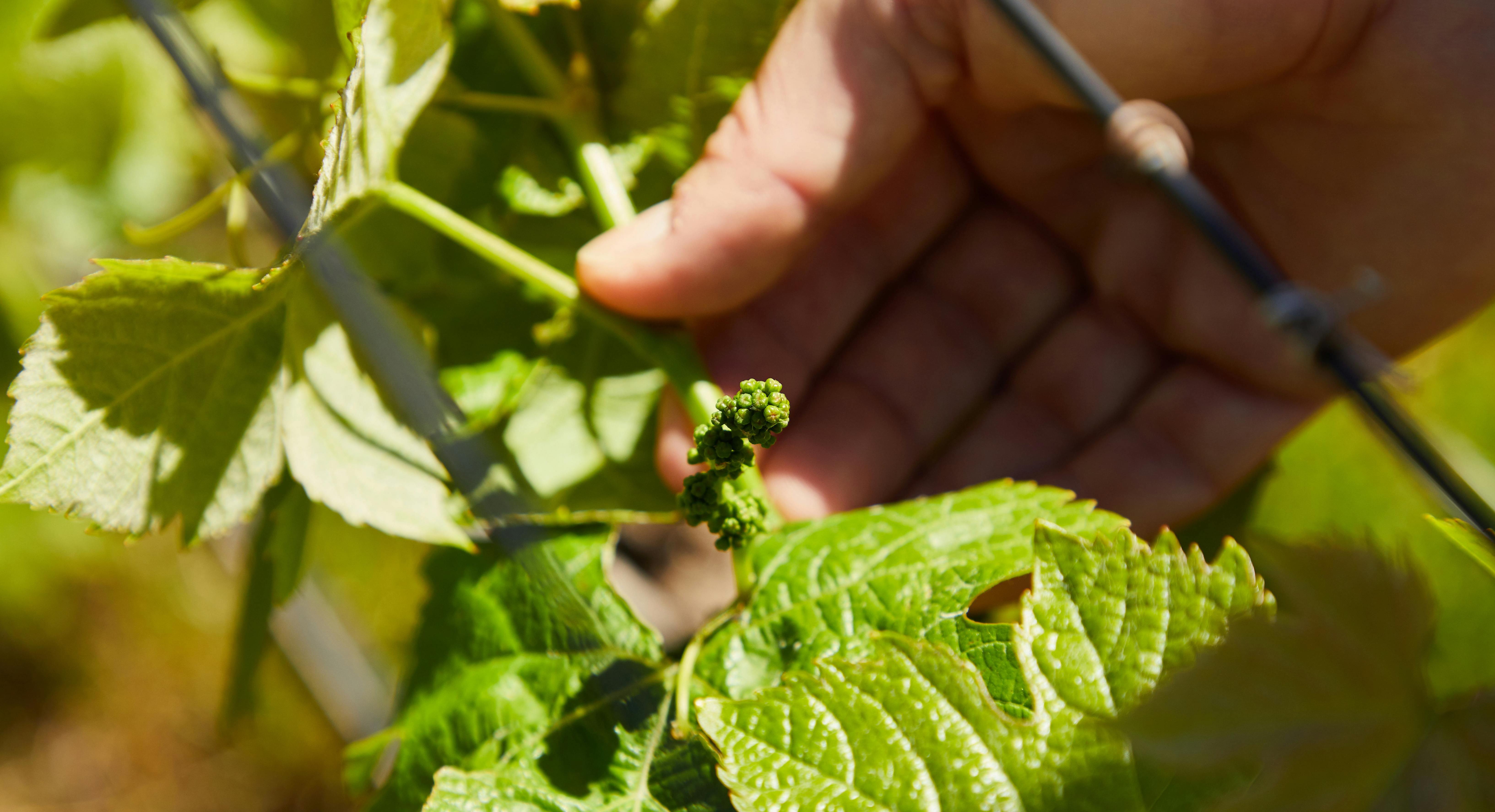 Azienda Agricola Toffolon Andrea Elicitaly