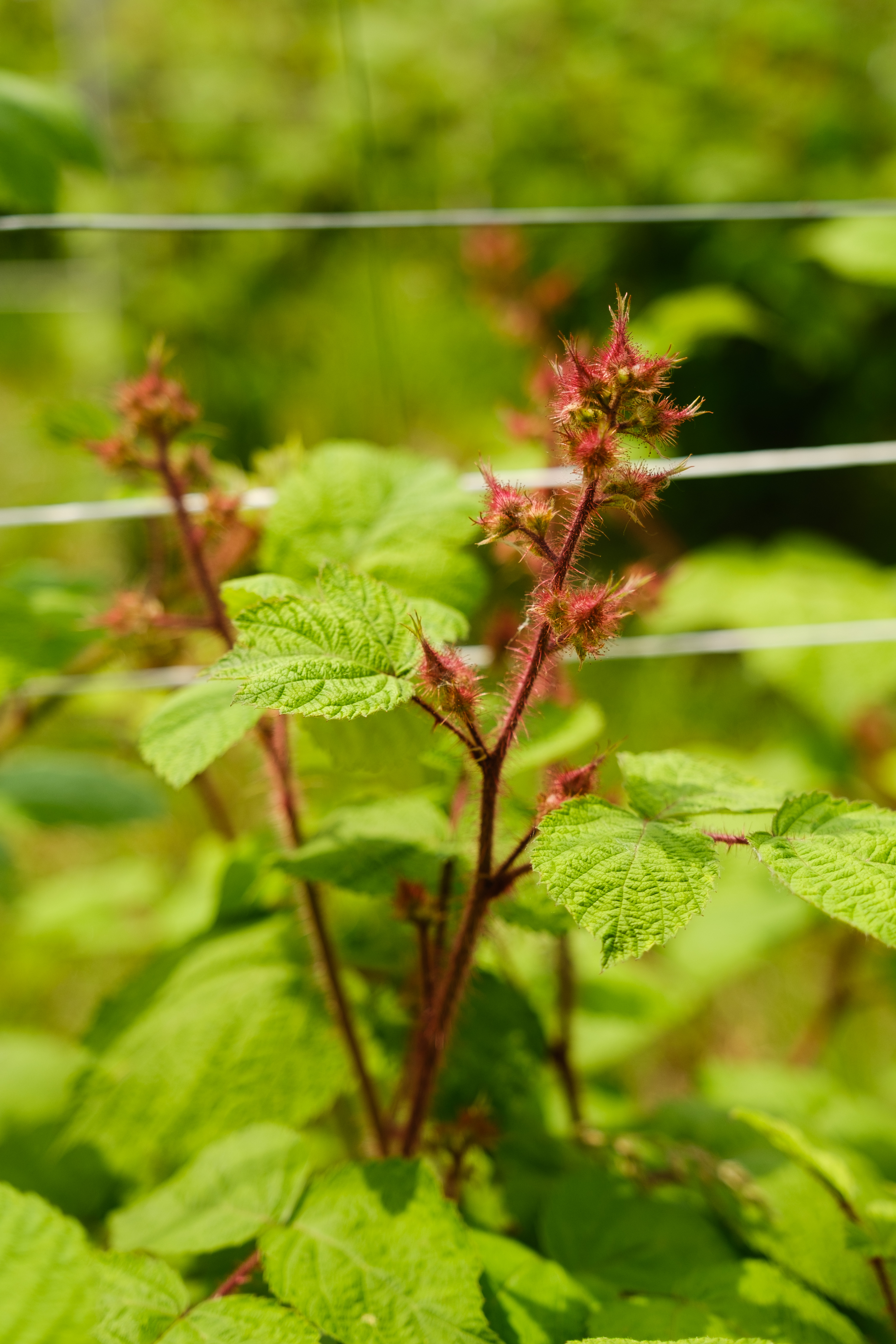 Prodotti della terra